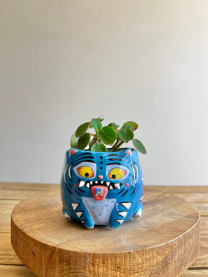 Small Derpy pot