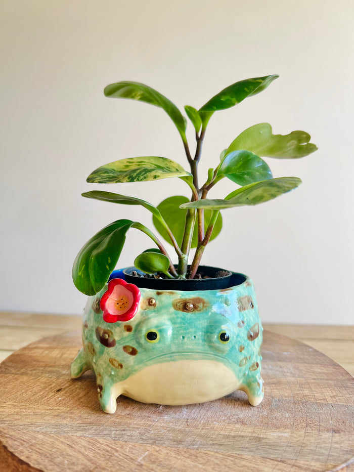 Grump froggo pot with BONUS mini grump friend #2
