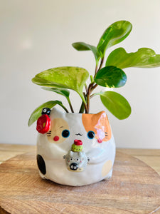 Cat pot with Totoro pot