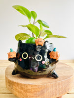 Black cat pot with pumpkin friends