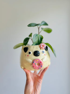 Donut pun love puggo pot