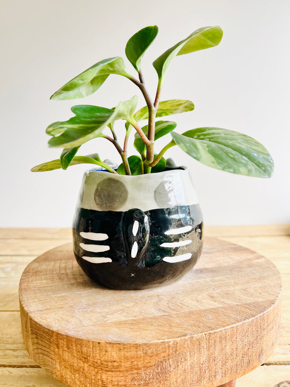 Trick or treat skeleton kitty pot, photo 4 of 10