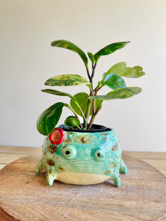 Grump froggo pot with BONUS mini grump friend #1