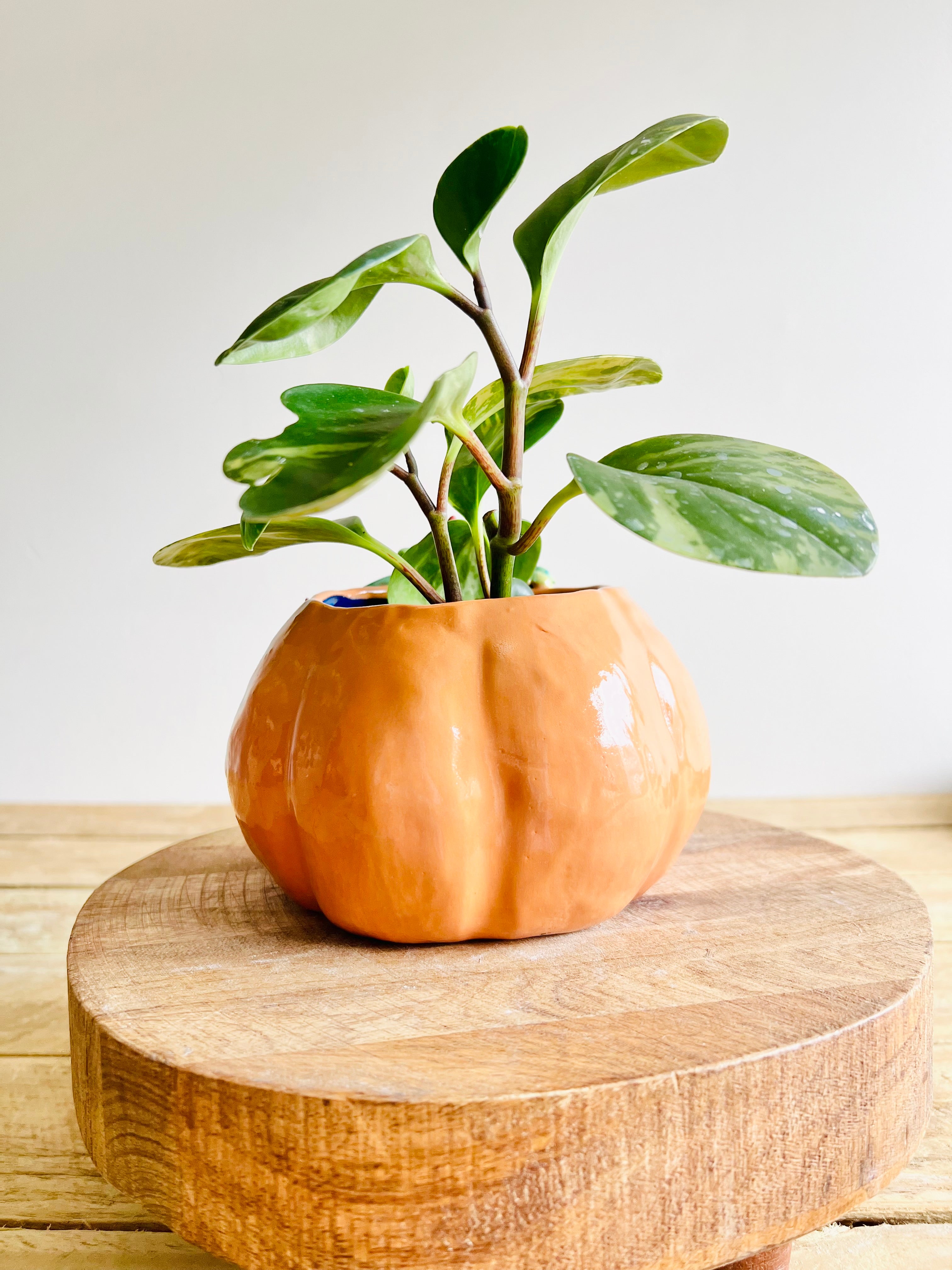 Pumpkin pot with black cat and baby pumpkin friends