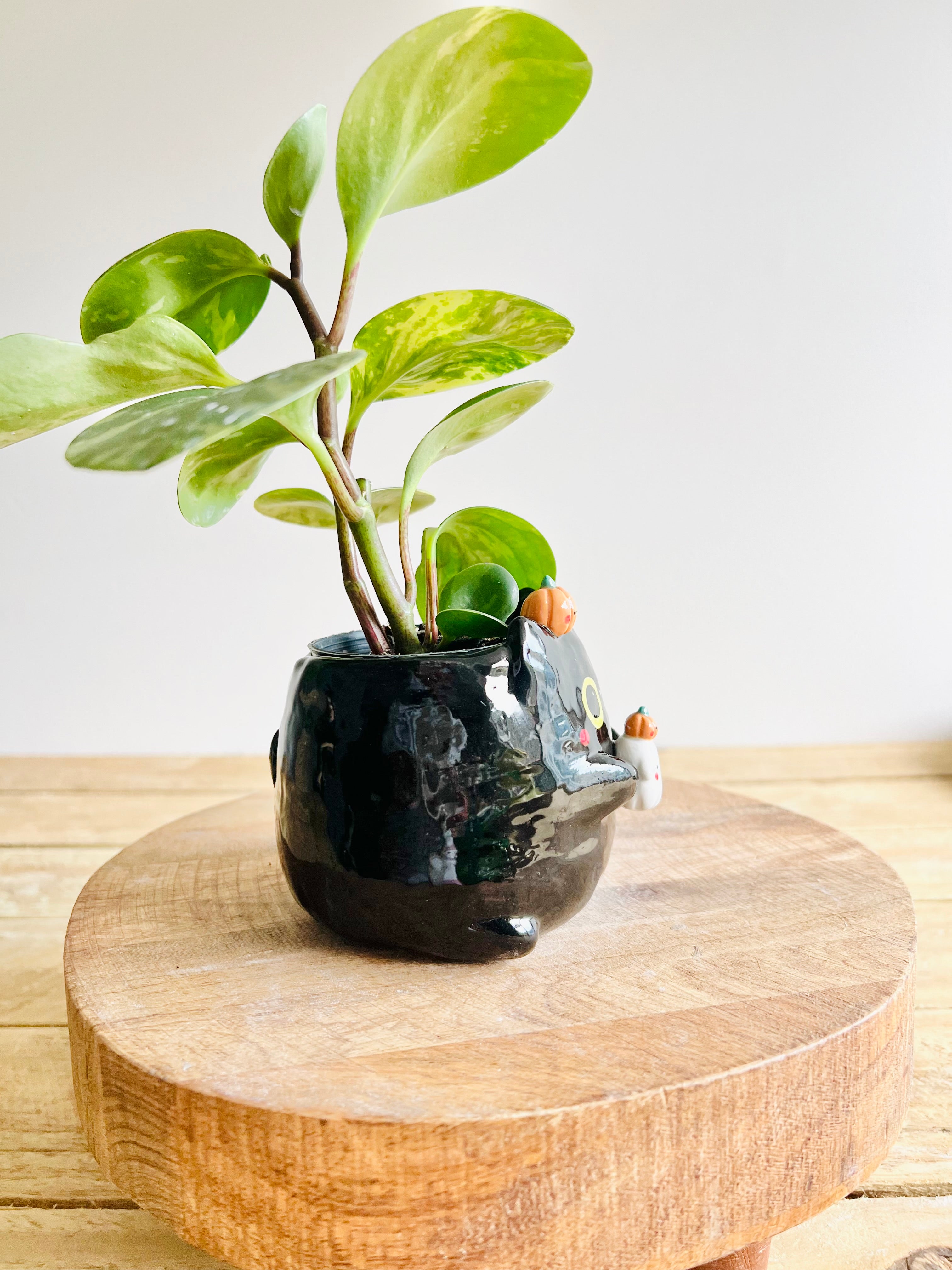 Black cat pot with ghost and pumpkin friends