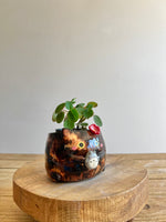 Tortie pot