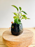 Black cat pot with ghost and pumpkin friends