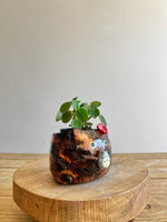 Tortie pot