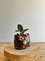Tortie Pot