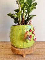 The Chubby Cat Cactus Garden — image 2