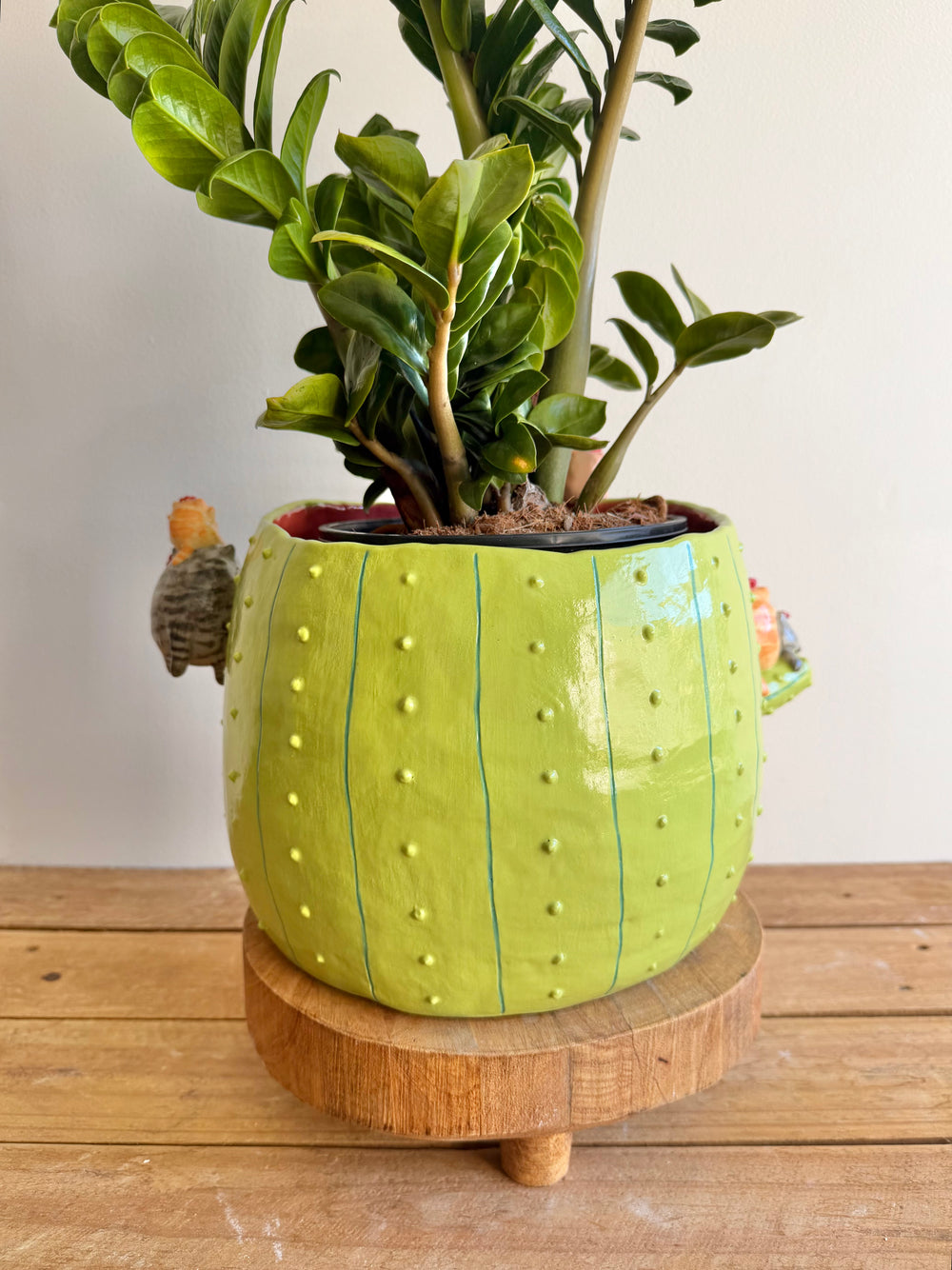 The Chubby Cat Cactus Garden — image 3, photo 3 of 14