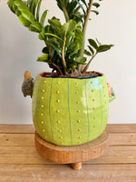 The Chubby Cat Cactus Garden — image 3