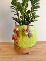 The Chubby Cat Cactus Garden — image 4