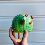 Dark green flowery cactus pot with Aussie bird friends