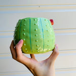 Flowery cactus pot with cockatoo friend