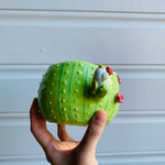 Light green flowery cactus pot with Aussie bird friends