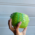 Light green flowery cactus pot with Aussie bird friends