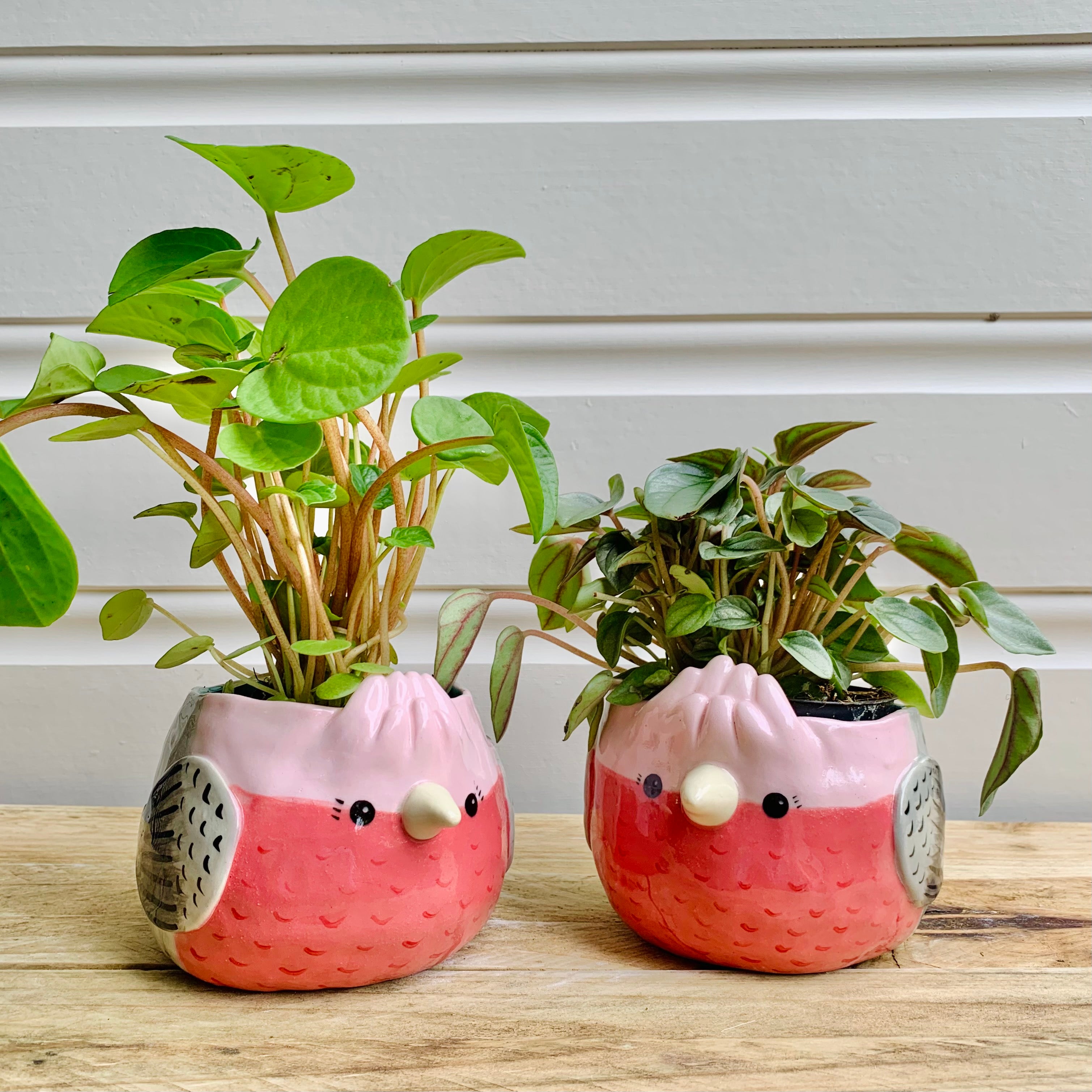 Pink Galah Pot