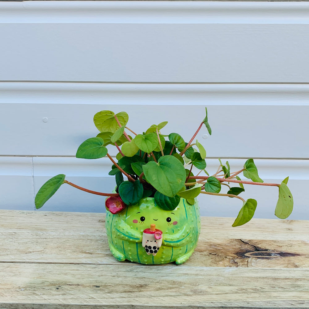 Dark green flowery cactus with bubble tea friend planter, photo 1 of 10