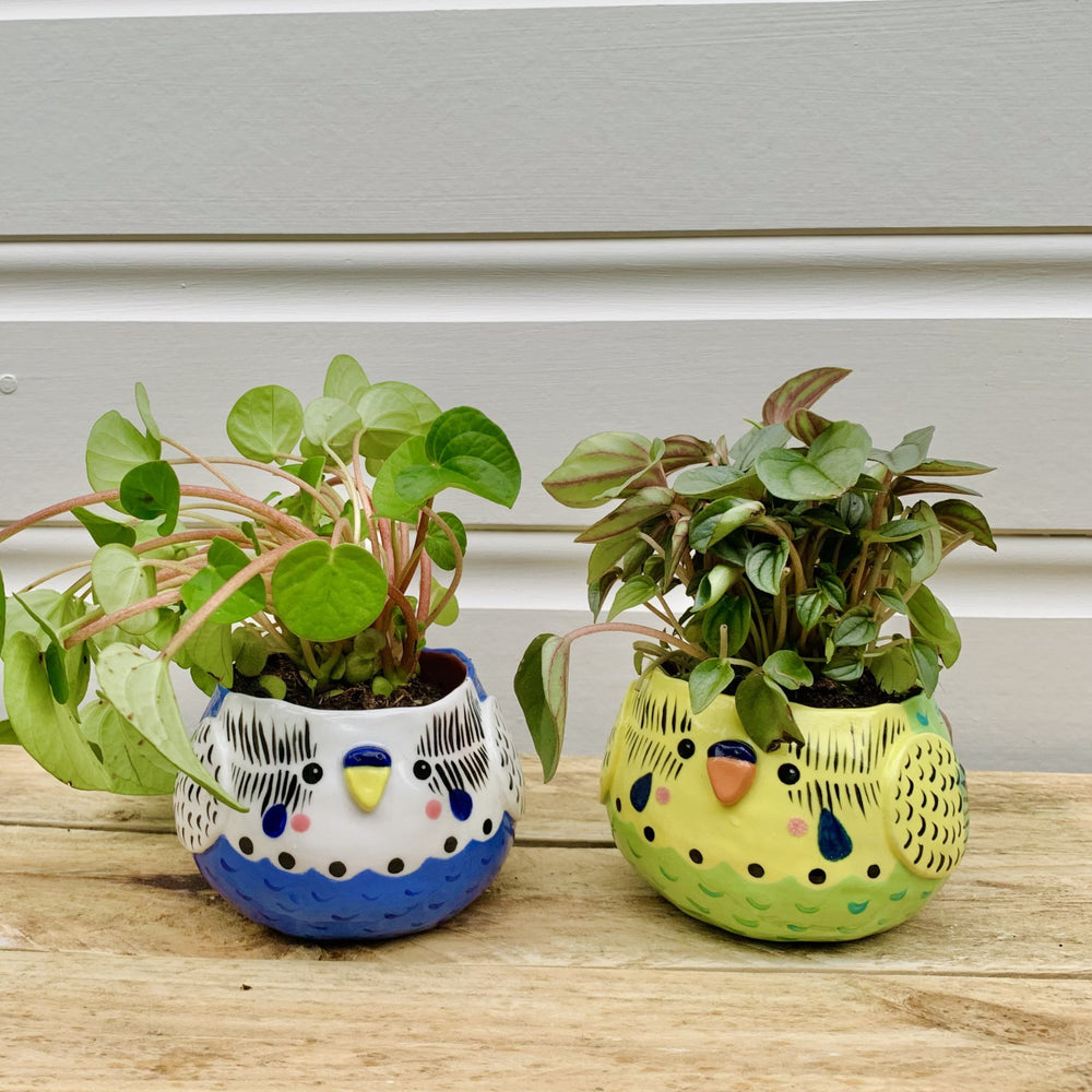 !! SECONDS !! - Yellow and Green Budgie Pot, photo 1 of 3